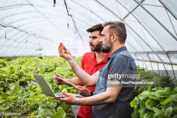 greenhouse owner examining flowers and using laptop and  touchpad at work. - man planting garden stock pictures, royalty-free photos & images