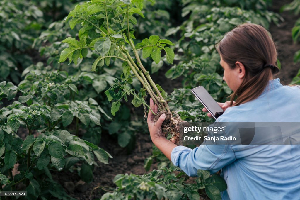 Woman holding and taking photo of potato crop.