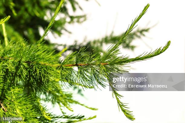 larch green branch with young needles and resin drops sunny day on white wall natural background - larch tree fotografías e imágenes de stock