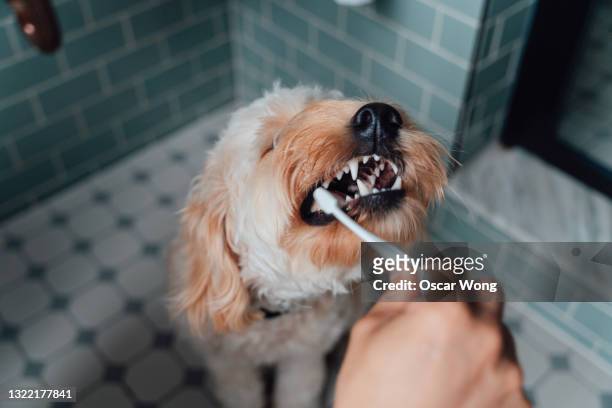 close-up shot of male hand brushing teeth of his dog in the bathroom - animal teeth fotografías e imágenes de stock