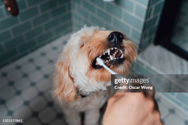 close-up shot of male hand brushing teeth of his dog in the bathroom - brushing stock pictures, royalty-free photos & images