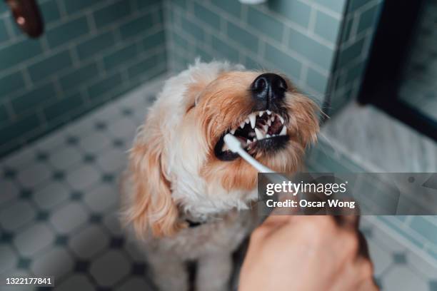 close-up shot of male hand brushing teeth of his dog in the bathroom - tooth bonding stock pictures, royalty-free photos & images