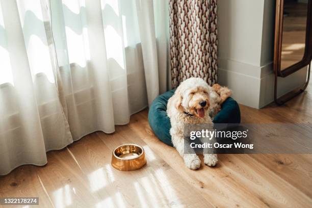 cute goldendoodle resting in dog bed while enjoying sunlight by the window - dog bowl stock pictures, royalty-free photos & images