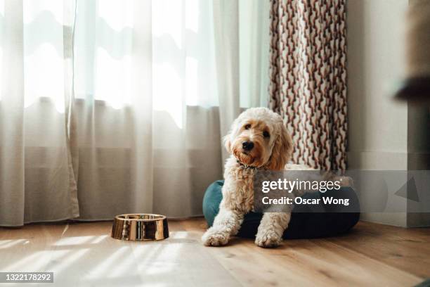 cute goldendoodle resting in dog bed while enjoying sunlight by the window - dog bowl photos et images de collection