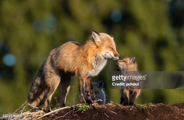 紅狐，媽媽親吻她的寶寶 - 狐狸 個照片及圖片檔
