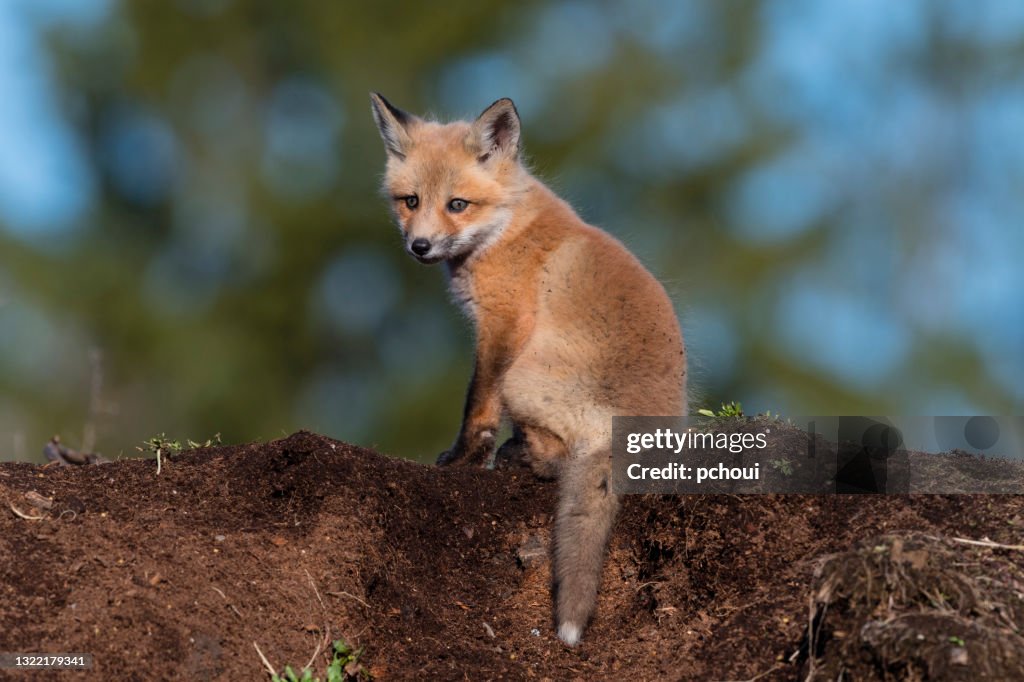 Red Fox Baby Animal Cub Puppy Kit High-Res Stock Photo - Getty Images