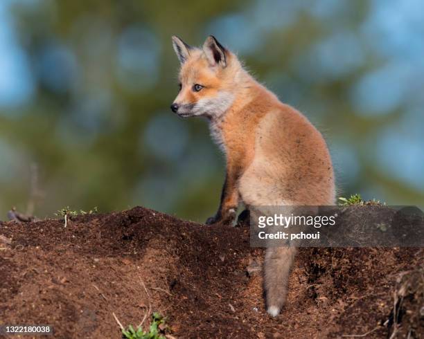 94 Baby Red Fox Photos and Premium High Res Pictures - Getty Images
