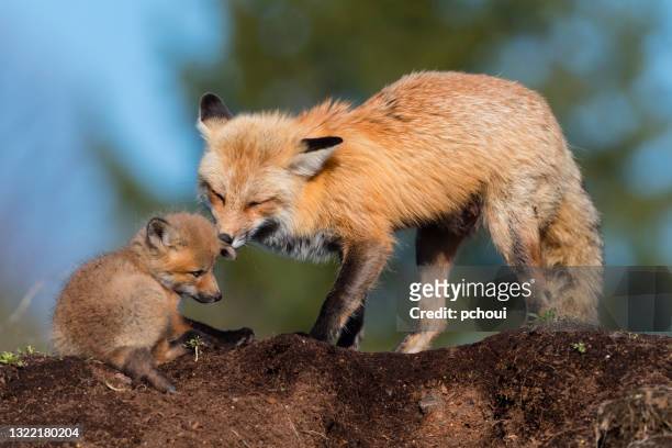 red fox, mother taking care of her cubs - mammal stock pictures, royalty-free photos & images