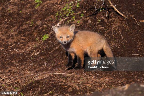 94 Baby Red Fox Photos and Premium High Res Pictures - Getty Images