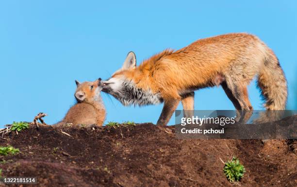 red fox, mother taking care of her cubs - mammal stock pictures, royalty-free photos & images