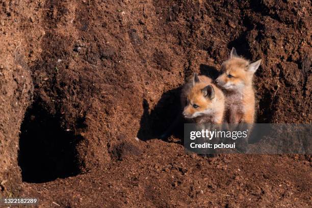 red fox, baby animal, cub, puppy, kit near a hole - animal den stock pictures, royalty-free photos & images