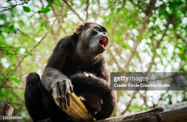 black island howler - howler monkey stock pictures, royalty-free photos & images