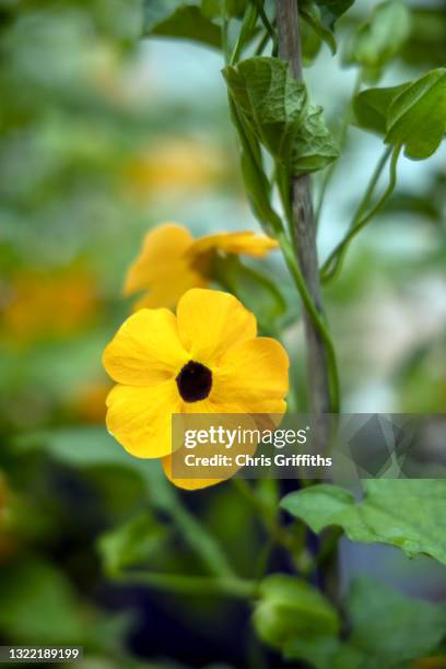 black-eyed susan vine growing in propagation greenhouse - black eyed susan vine stock pictures, royalty-free photos & images