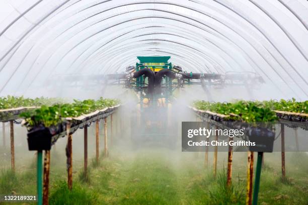 strawberry farming in polythene tunnel, herefordshire, england uk - sprayer stock-fotos und bilder
