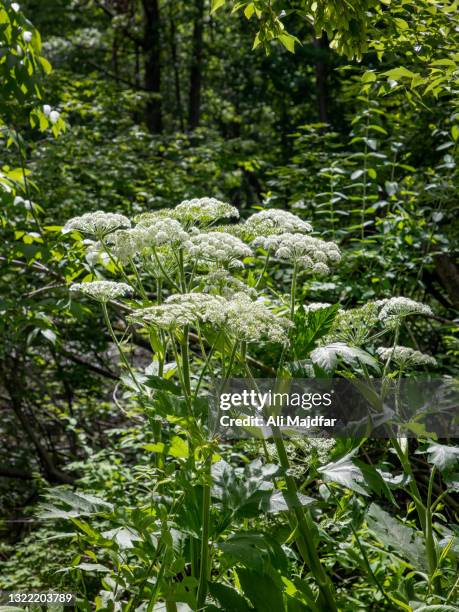 cow parsnip - giants stock-fotos und bilder