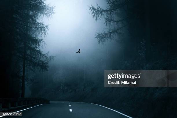 a dove flying in the fog, towards the light. mystic autumn forest road, germany - scène tranquille brume photos et images de collection