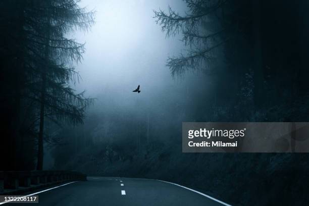 a dove flying in the fog, towards the light. mystic autumn forest road, germany - gothic style 個照片及圖片檔
