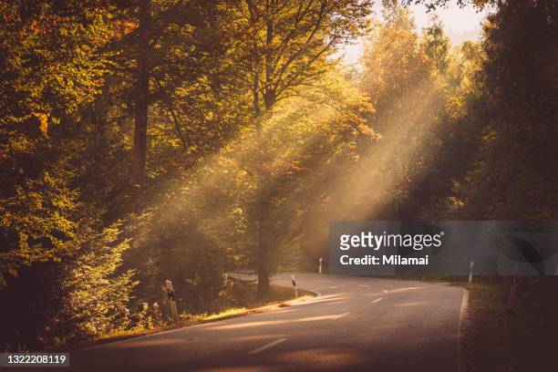 sunrays shining through forest in fall at morning. ghostly foggy yellow autumn road. in black forest region, baden-württemberg, schwarzwald, germany - baden baden stock pictures, royalty-free photos & images