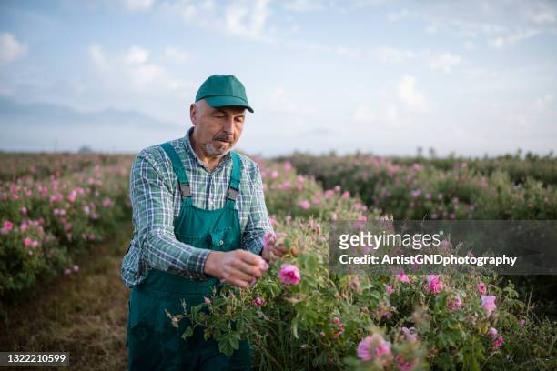 rosa damascena harvesting by a senior farmer - damask rose stock pictures, royalty-free photos & images