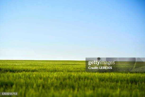 a lone tree in a wheat field - grass land stock pictures, royalty-free photos & images