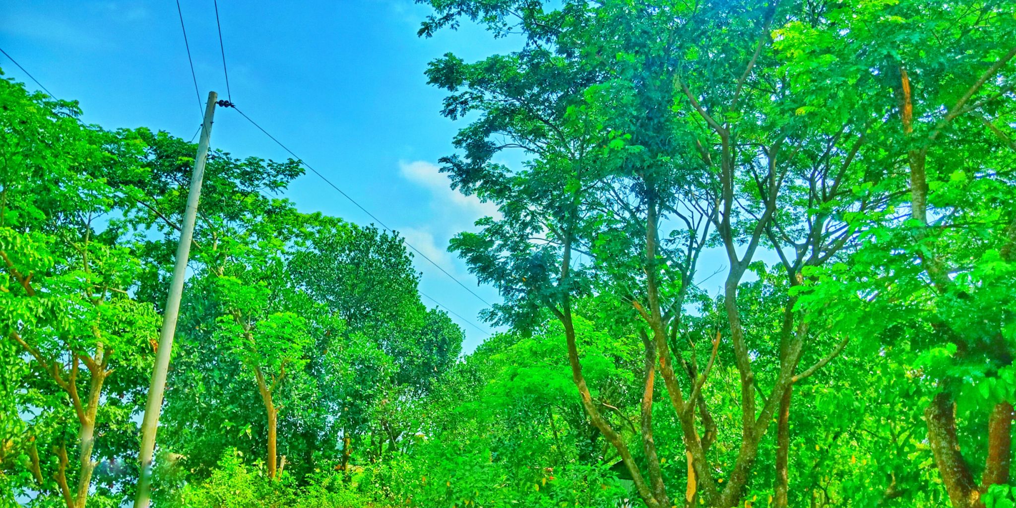jeshwang nature