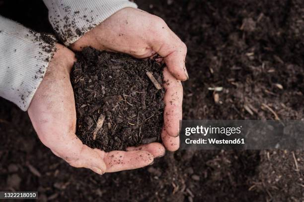 soil held by mature man over land - matjord bildbanksfoton och bilder