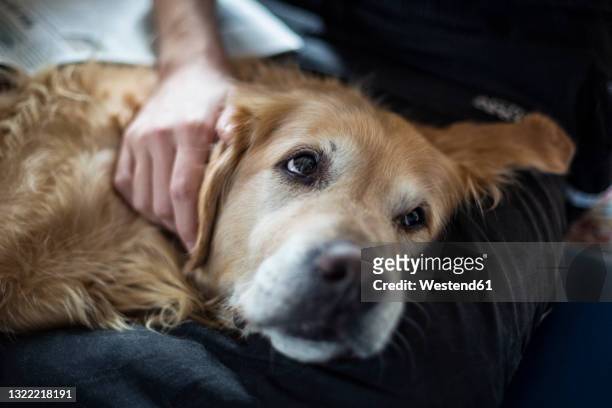 young man stroking tired golden retriever while relaxing on lap at home - haustierbesitzer stock-fotos und bilder