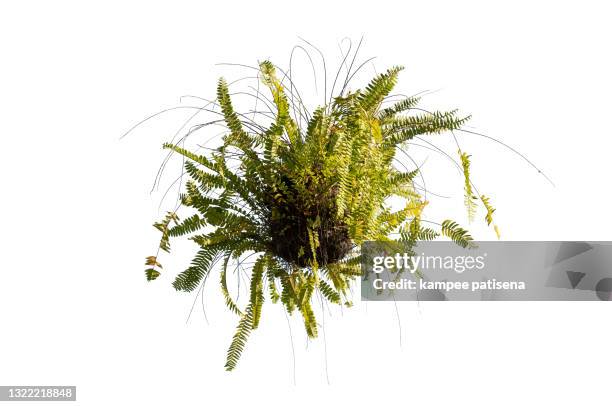 green hanging fern on white background - helecho fotografías e imágenes de stock