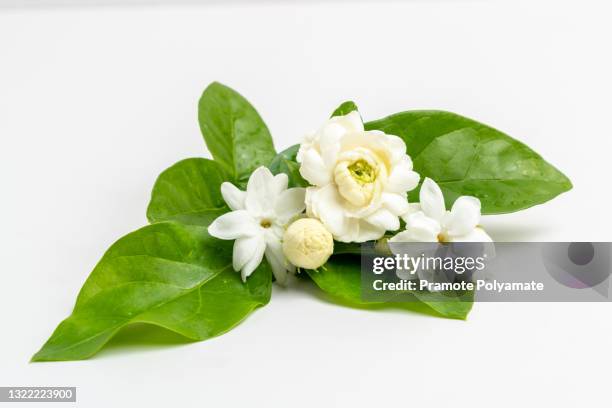 frame border stacked jasmine white flower with green leave for aroma oil isolated on white background. - jasmine foto e immagini stock