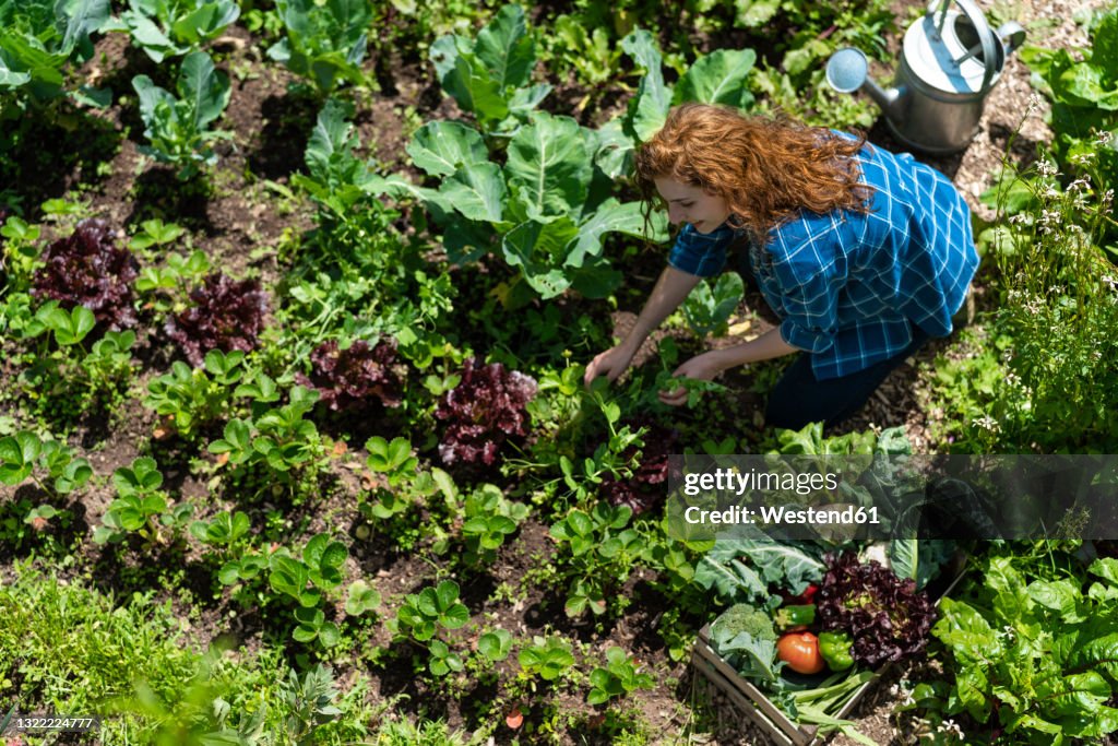 Woman harvesting vegetables in organic garden during sunny day