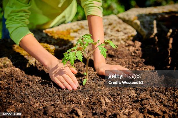 boy planting tomato plant in garden at back yard - tomato plant stock pictures, royalty-free photos & images