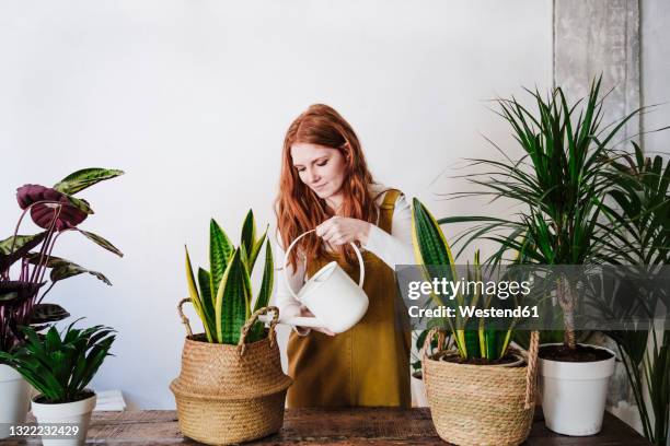 redhead woman pouring water in potted plant at home - 室內植物 個照片及圖片檔