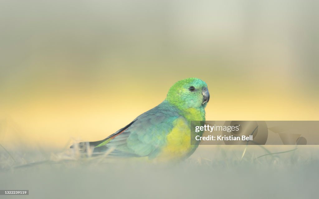 Portrait of a male red-rumped parrot (Psephotus haematonotus) feeding on grass