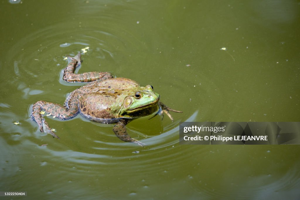 Common frog swimming in a pond