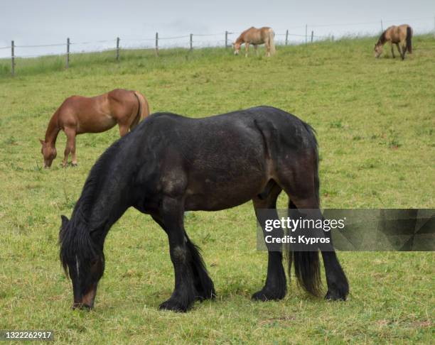draft horse in countryside - shire horse stock pictures, royalty-free photos & images