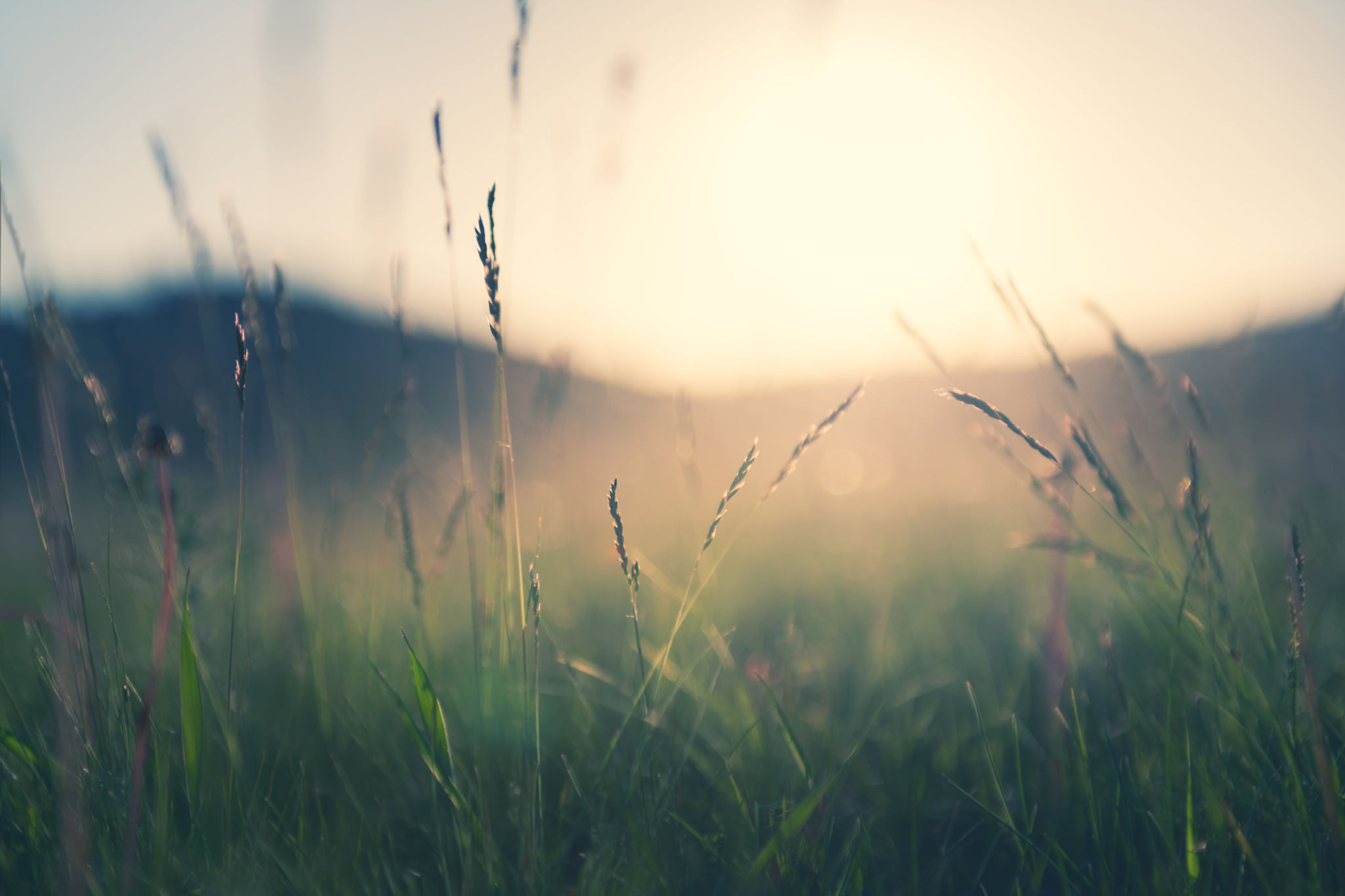 Wild grass in the mountains at sunset. Wild grass in the mountains at sunset.