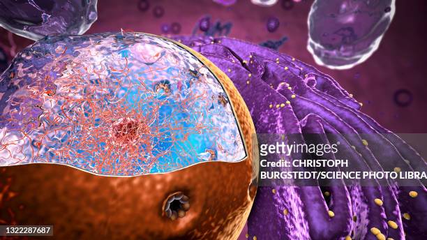 illustrations, cliparts, dessins animés et icônes de cell nucleus, illustration - réticulum endoplasmique