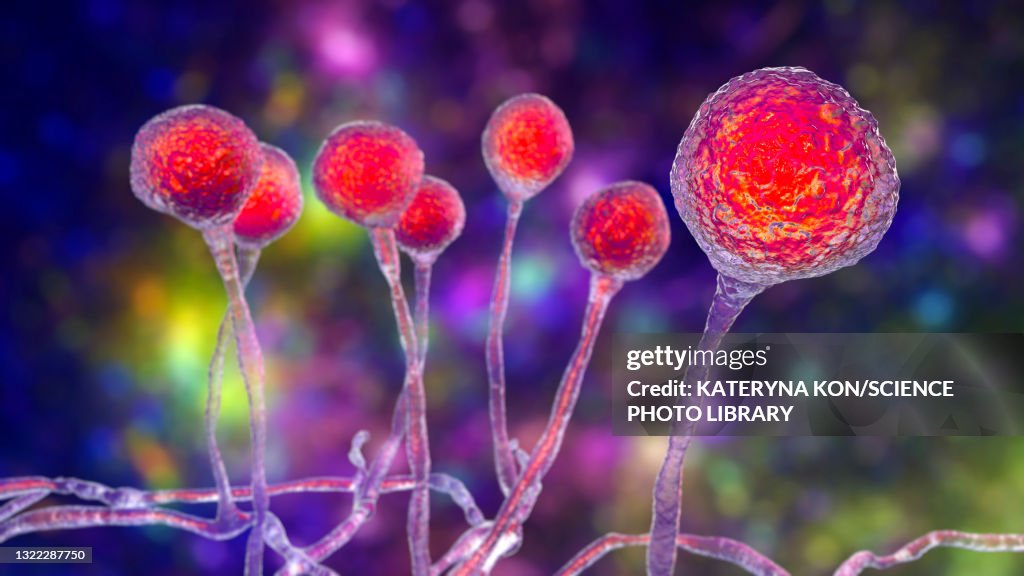 Mucor mould, illustration