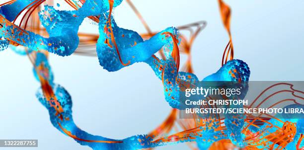 4 494点のタンパク質イラスト素材 Getty Images 4 494点のタンパク質イラスト素材 Getty Images