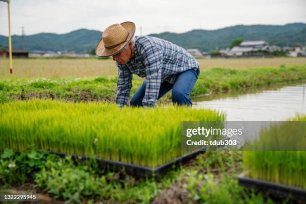 Japanese Rice Worker 30 Japan Rice Loading Stock Photos, High-Res Pictures, and Images ...
