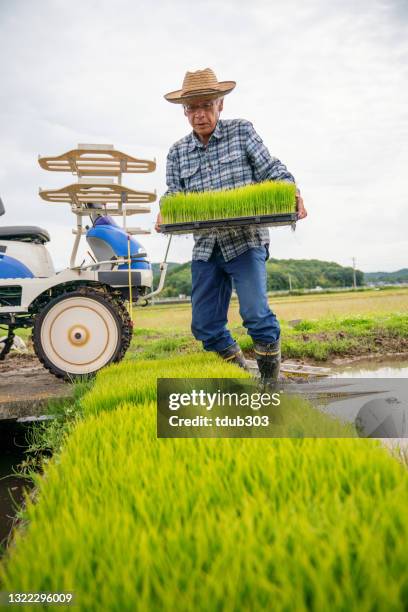 30 Japan Rice Loading Stock Photos, High-Res Pictures, and Images ...