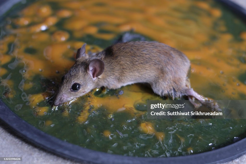 High Angle View Of Dead Mouse On Glue Mouse Trap High-Res Stock Photo -  Getty Images