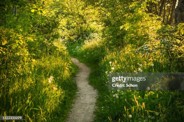 a narrow path that leads through greenery in the evening sun in summer - oland stock-fotos und bilder