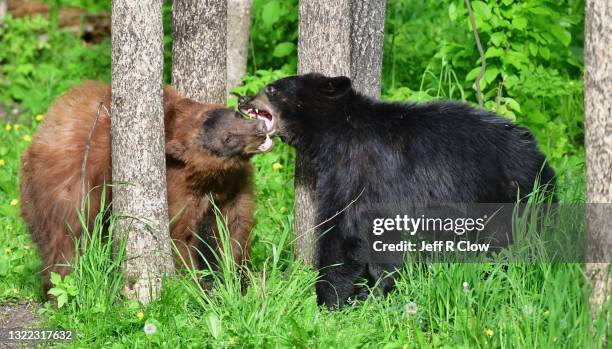 wild and mock fighting in the forest - bear attacking stockfoto's en -beelden