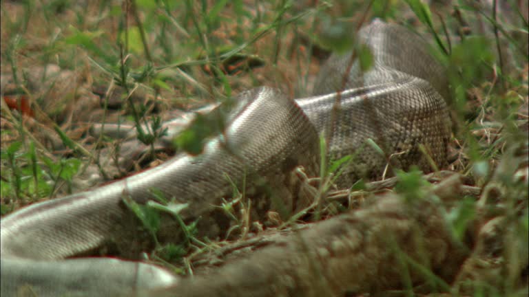 52 The Python Trail Stock Videos, Footage, & 4K Video Clips - Getty Images