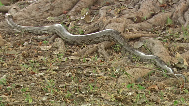 52 The Python Trail Stock Videos, Footage, & 4K Video Clips - Getty Images