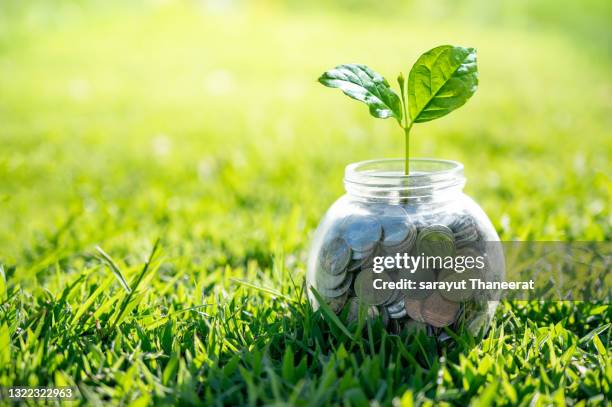 coin tree glass jar plant growing from coins outside the glass jar on blurred green natural background money saving and investment financial concept - ahorro fotografías e imágenes de stock