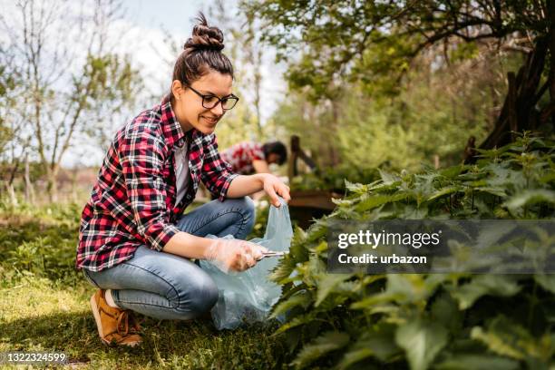 vrouw die brandnetel in bos plukt - grote brandnetel stockfoto's en -beelden