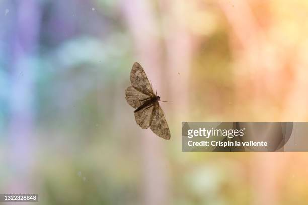 close-up of moth on a glass - ugly wallpaper stock pictures, royalty-free photos & images