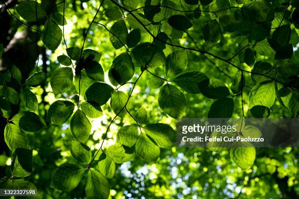 background of european beech leaf - foliate pattern foto e immagini stock